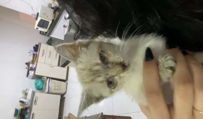 Ajude filhotinho de Gato