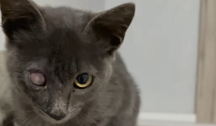 Ajude o Nimbus - Cirurgia de Enucleação