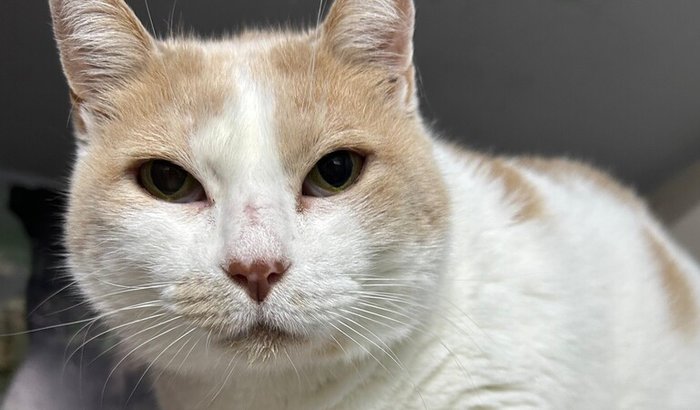 Ajude o Loki a ronronar novamente