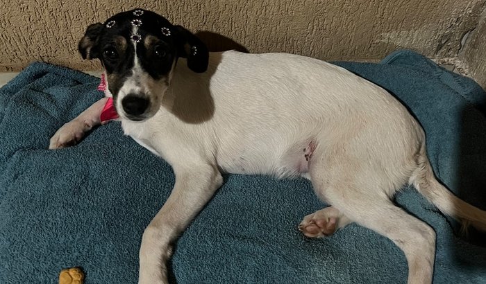 Ajude-nos com a cirurgia da mel 🐶❤️