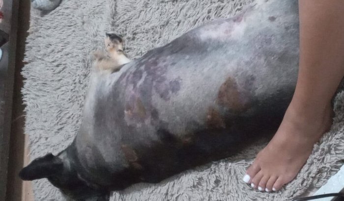 Tratamento da Dandara