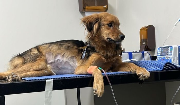 Internação e cirurgia do meu dog KADU