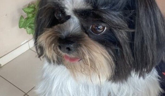 Cirurgia da Bela: Sua Ajuda Salva