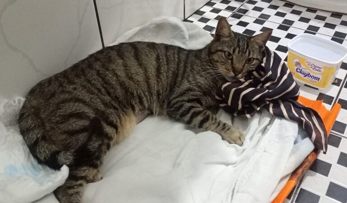 Ajudar o Gato Príncipe