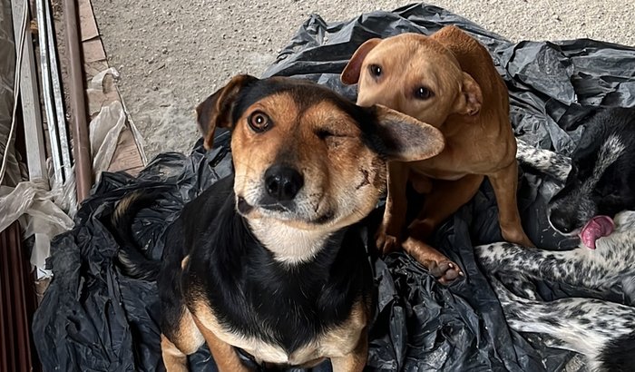 Ajuda o nosso cachorro “vagabundo” a sobreviver 