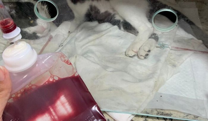 Tratamento e cirurgia do frajola