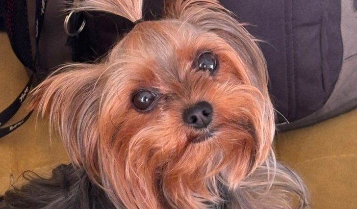 #AjudeACristal 🐾🐶