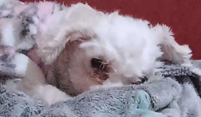 Kiara precisa de ajuda