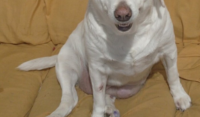 Ajude a salvar a Cristal