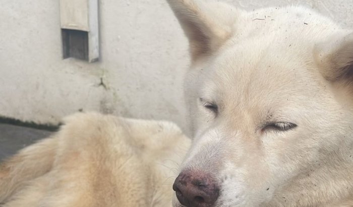 🐾 Ajude a Hanna a Lutar Pela Vida! 🐾