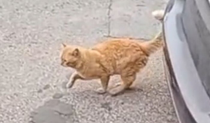 Ajude o gatinho resgatado com a patinha quebrada ! 