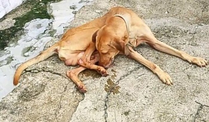 Ajude Duque, cão de rua atropelado 