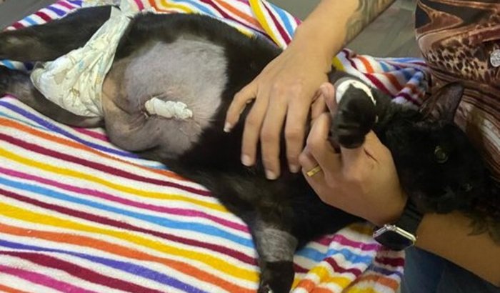 Ajude Flok - Ele precisou fazer duas cirurgias urgentes.