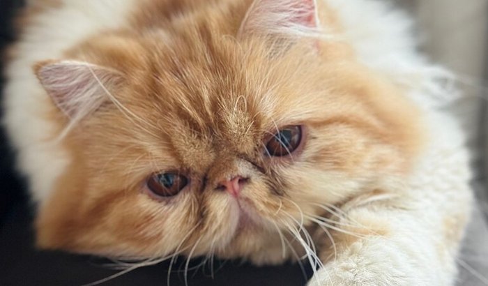 AJUDE NA CIRURGIA DE LEONA