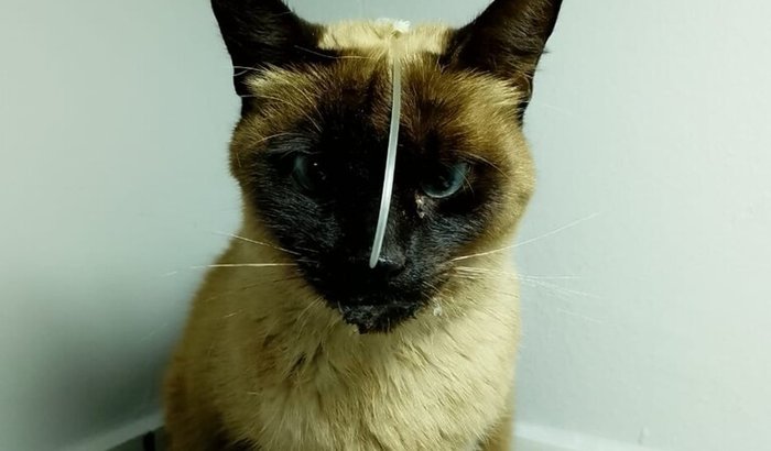 Vamos ajudar na recuperação da Suirmã