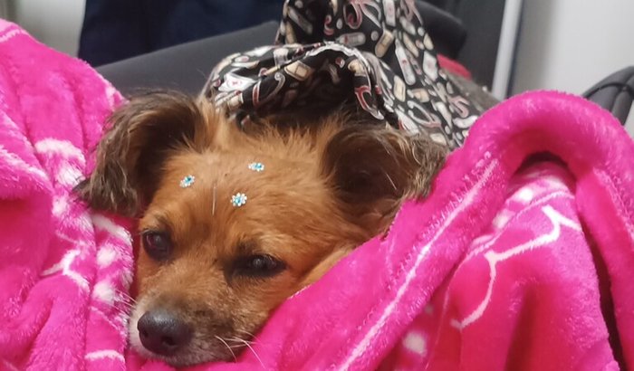 Ajude na fisioterapia da Paçoca