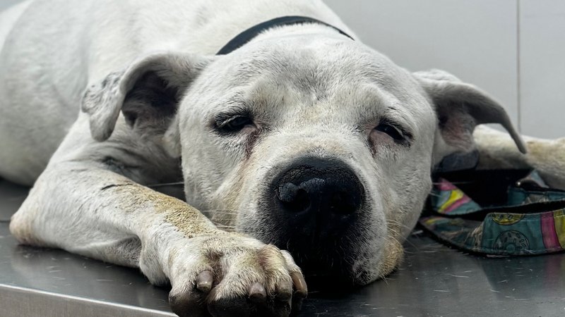 imagem da vaquinha Cirurgia do meu cão barão com tumor 
