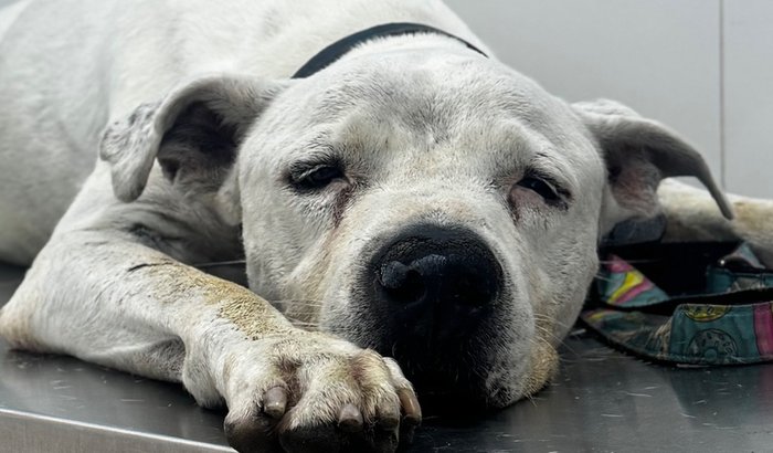 Cirurgia do meu cão barão com tumor 