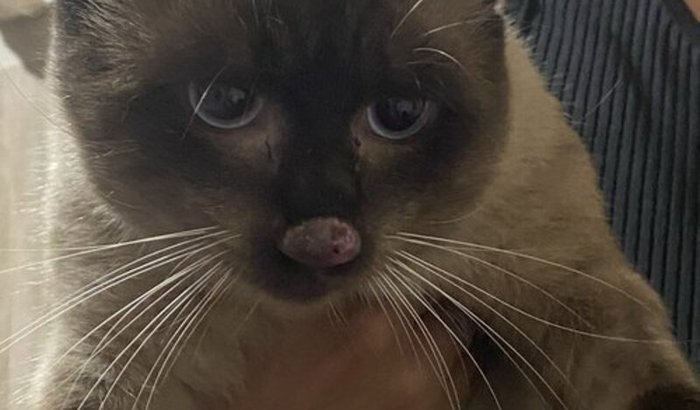 Ajude o branco da esporotricose!