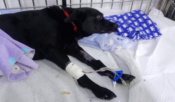 Ajude nosso amigo Bob