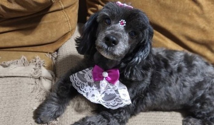 Arrecadação pra cirurgia da mel