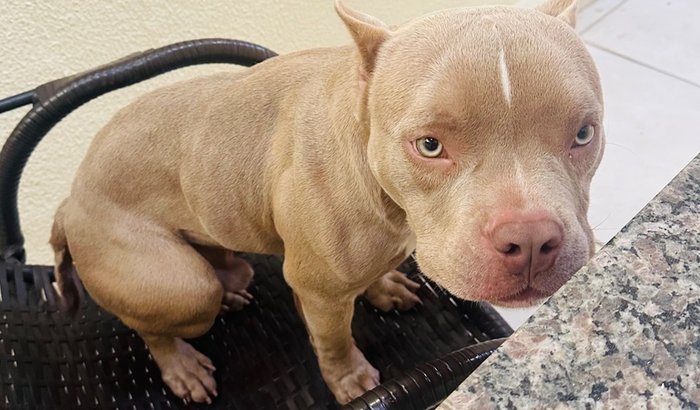 Cirurgia de emergência do Bruce