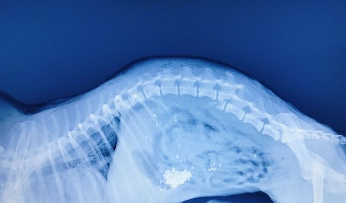 AJUDA URGENTE PARA CIRURGIA DO CHICO