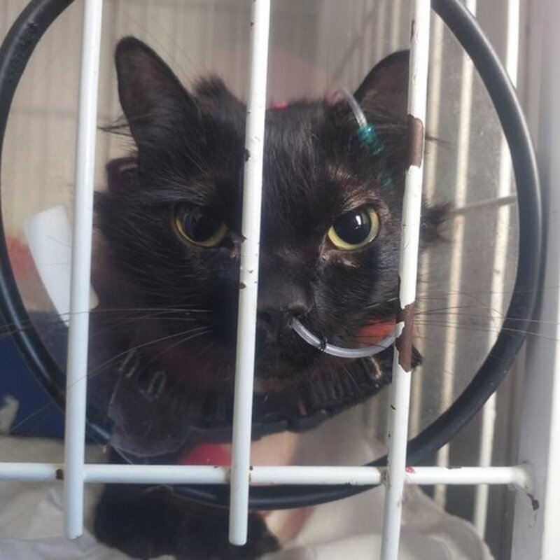 imagem da vaquinha 🐾 Ajude a Tininha a continuar lutando pela vida! 💔