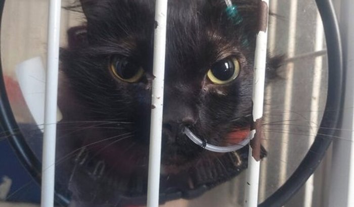 🐾 Ajude a Tininha a continuar lutando pela vida! 💔