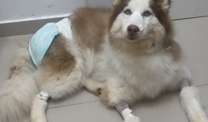 Em SP para salvar a Mako