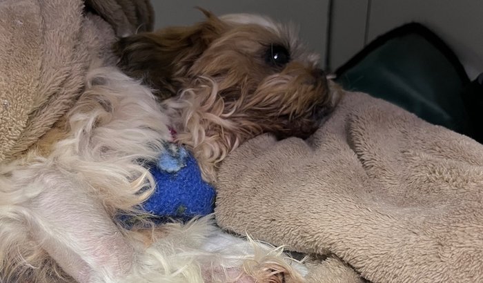 Ajude o dody a vencer mais essa! 🥺