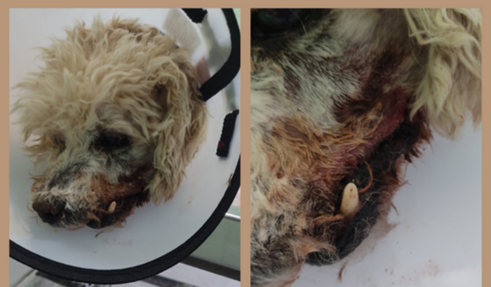 Ajude o meu cãozinho a sorrir novamente 💔🐶