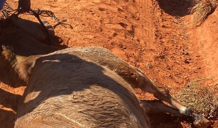 Vaquinha solidária do Gordo