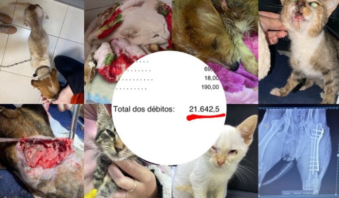 Vaquinha para o projeto Arca Animal pagar a clínica veterinária