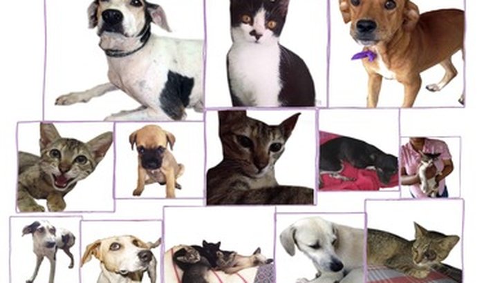 Pagina Animais Perdidos e para Adoção Tangará da Serra -MT