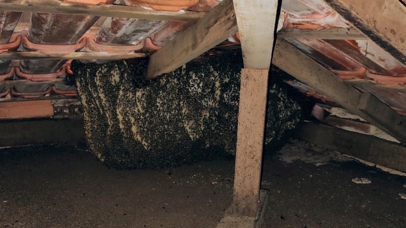 Remoção das abelhas