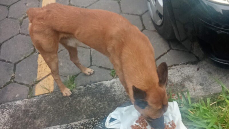 imagem da vaquinha Ajuda para os animais abandonados 