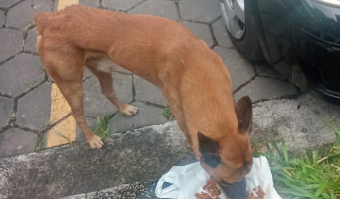 Ajuda para os animais abandonados 