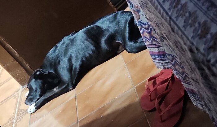 Ajuda pro Orfeu