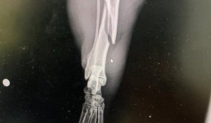 Ajuda na Cirurgia da Honda