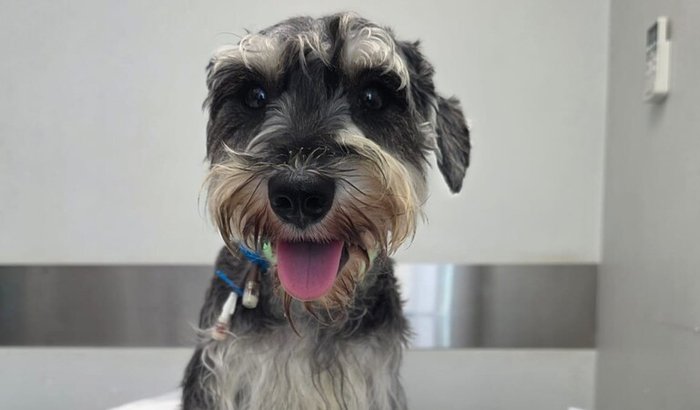 Todos pelo Thor: Ajude nosso guerreiro a se recuperar!