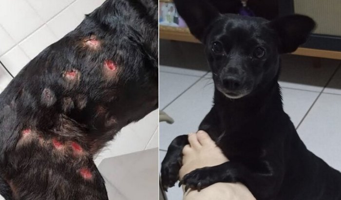 Ajude a Neguinha 