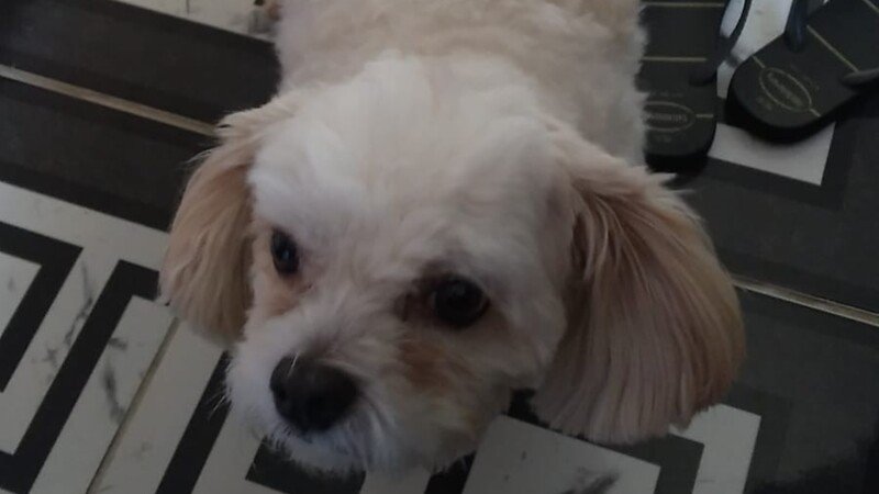 imagem da vaquinha Ajude o Tom a mudar de estado com sua família