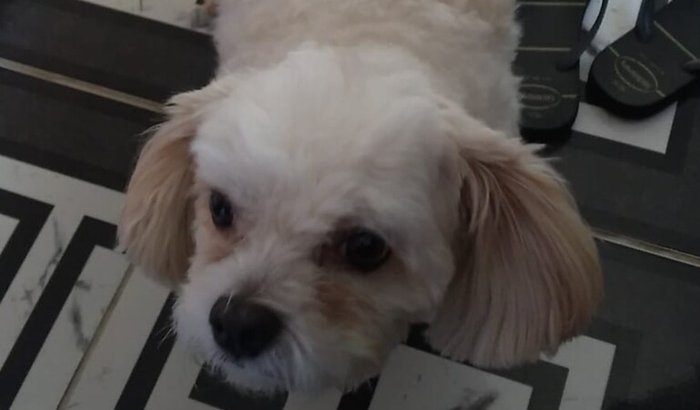 Ajude o Tom a mudar de estado com sua família 