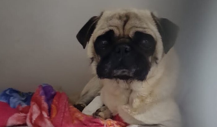 Ajuda para internação do greg