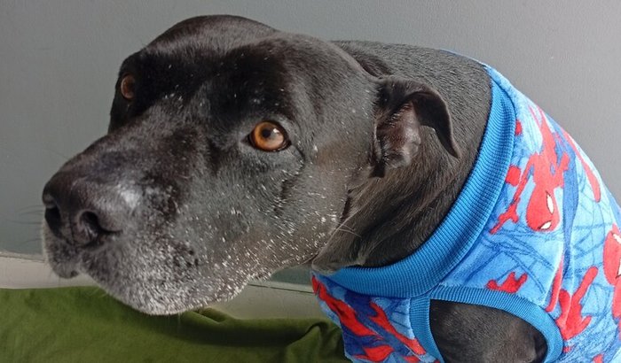 Cadeira de rodas para Black