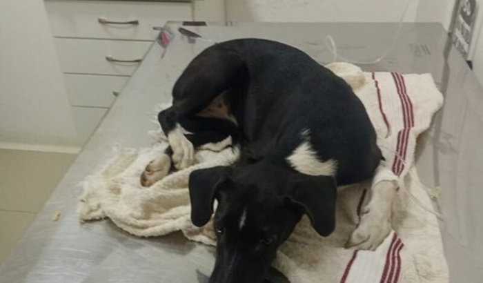 Ajuda para Cirurgia da Nina, cadela atropelada.