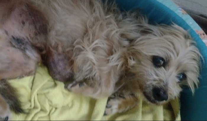 Ajudem na cirurgia do Mac🐶