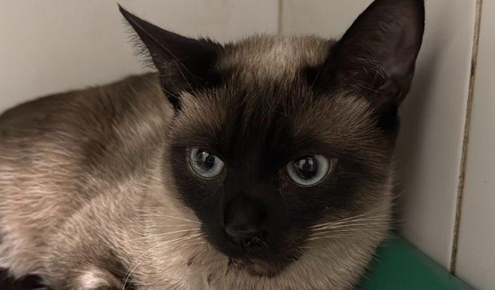 Vamos ajudar Mariazinha