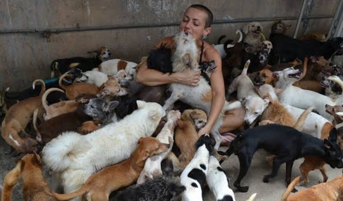 Animais abençoados 
